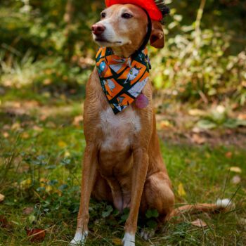 Bandanas para mascotas Halloween