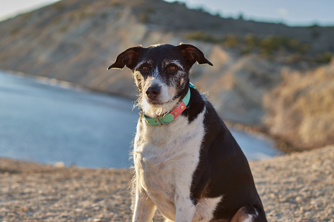 Collar de Biothane 2 colores para perros - Imagen 2